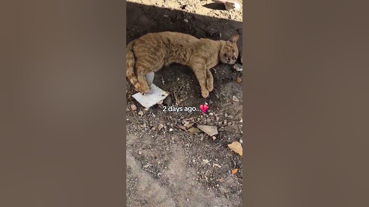 Heartbreaking before and after -A Stray Cat's Life💔 #shorts