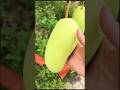 Jelly video Amma ka #mango #garden
