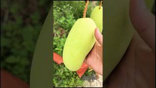 Jelly video Amma ka #mango #garden