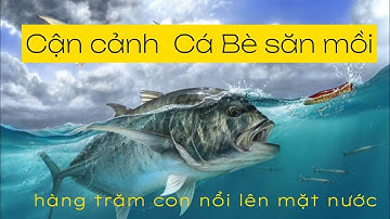 jigging Phú Quý | Cá bè Quỵt nổi táp mồi trên mặt nước | 08-07-2023