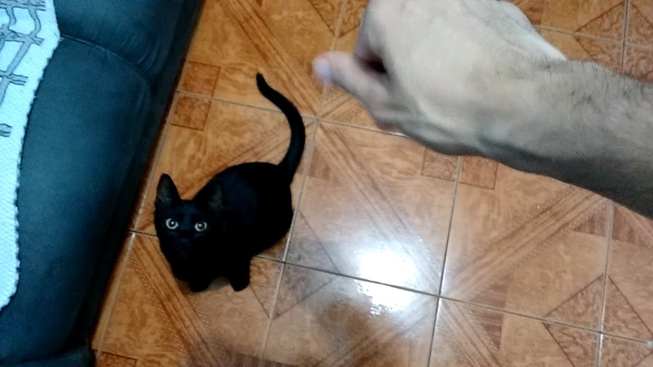 ねこあつめ Black cat vs my hand