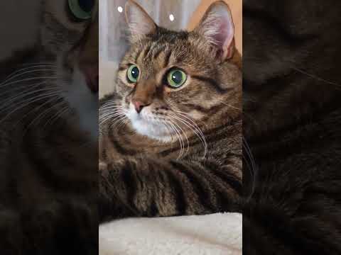 Лайнер на остановке ⛴️🚏🙀🤣 #cat #кот #юмор #котушка #приколы #цитаты #смех