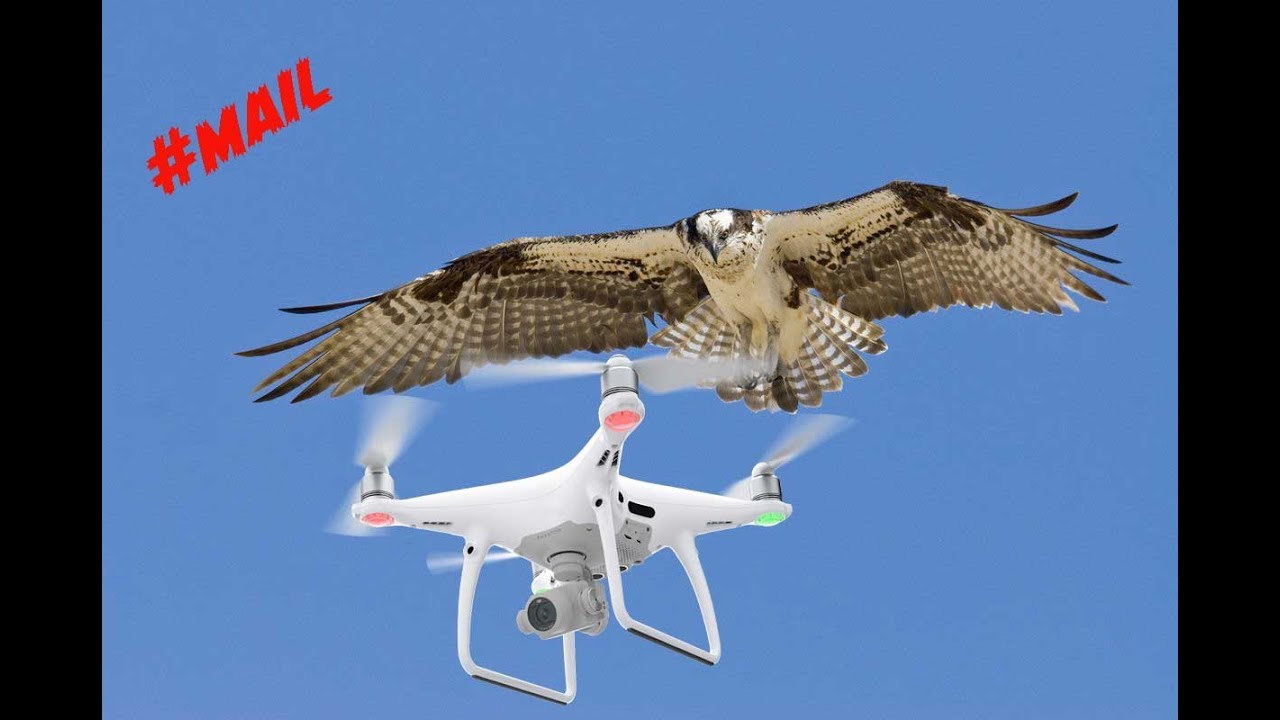 hot bird drone
