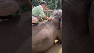 شاهد كيف يتم تنظيف الفيل showering the elephant