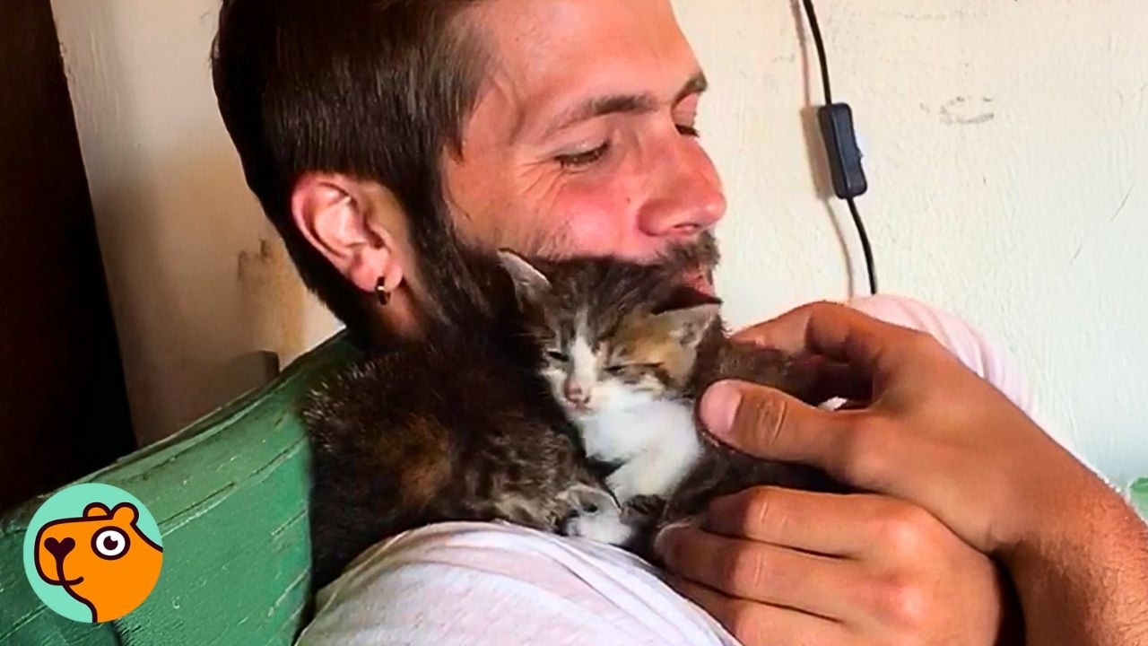 Rescued Kittens Explore Tuscany On Man’s Shoulders. People LOVE It | Cuddle Buddies