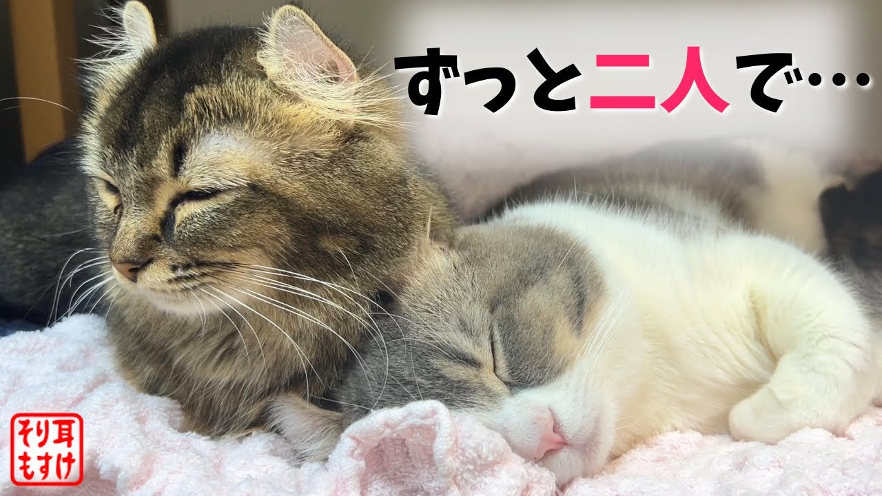 家庭円満の秘訣を教えてくれる夫婦猫がこちらです【育児に奮闘中の初心者ママ】