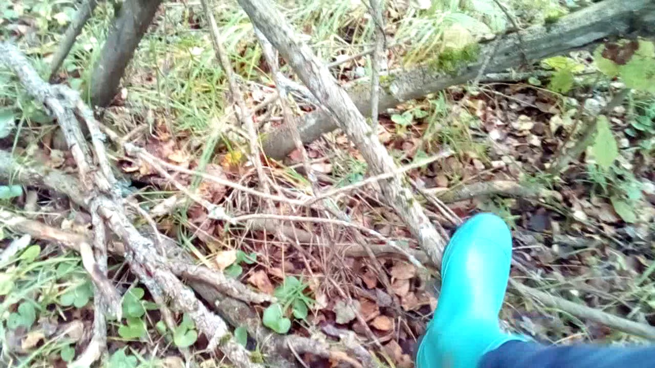 Мы выбрались в лес - YouTube