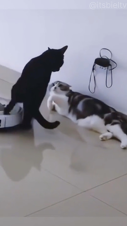 When you have two cats in house