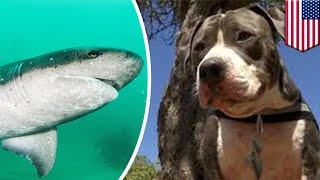 Pitbull Fights Off Shark To Save Owner - TomoNews Pitbull Fights Off Shark To Save Owner - TomoNews