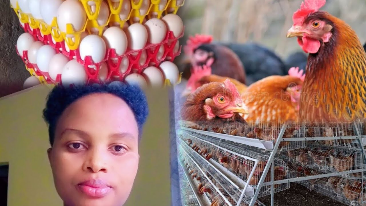 Iyubakire ibiraro by'inkoko bihendutse byoroshye  inzozi wahoranye zibe impamo🤑 nawe wibere umukire🤑