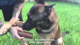 K9 Dino and his handler using the KING KOMB™ by KING KANINE 2,479 views 8 years ago 16 seconds