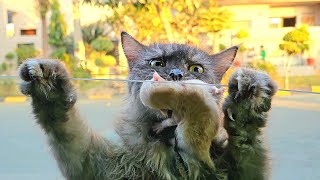 A stray cat jumped on my car and asked me to take her kittens home..