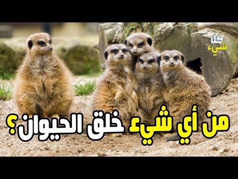 فيديو: من أين أتت الحيوانات؟