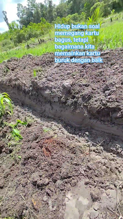 Sabar 3 tahun lagi#tbm #farming #agriculture #sawitindonesia #youtubeshorts #viral #fyp #petanimuda