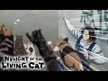 Have You Ever Seen a Hype Cat Playing Action Scene? | Nyaight of the Living Cat
