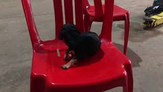 Smart dog playing with owner #chihuahua #dog