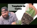 COMO TRASPLANTAR CORRECTAMENTE UN CACTUS!!!!!!