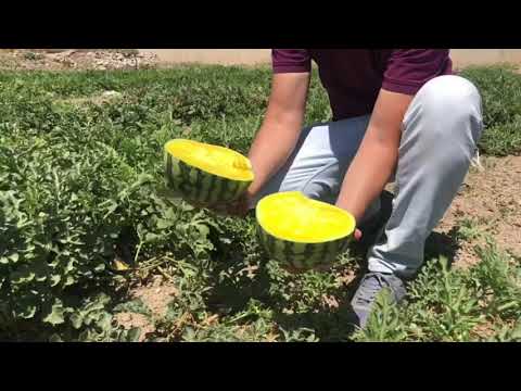 Video: ¿Qué es una sandía bebé amarilla? Cultivo de sandías bebé amarillas en el jardín