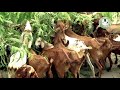Fodder management for Goat (बकरियों के लिए चारा प्रबंधन)