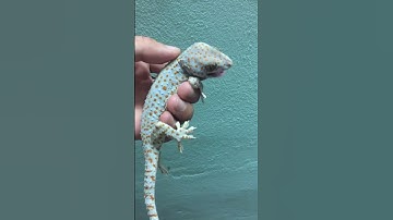 Bán tắc kè cảnh , màu sáng đẹp giá sỉ và lẻ , 0913398911