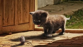 Cute And Funny Cat Videos #19 | Cute Cats Land by Cute Cats Land 23,769 views 3 years ago 8 minutes, 39 seconds