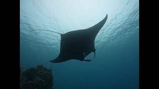 Raja Ampat Diving - January 2023