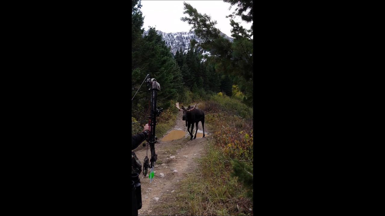 Montana Shiras 3 yards.mp4