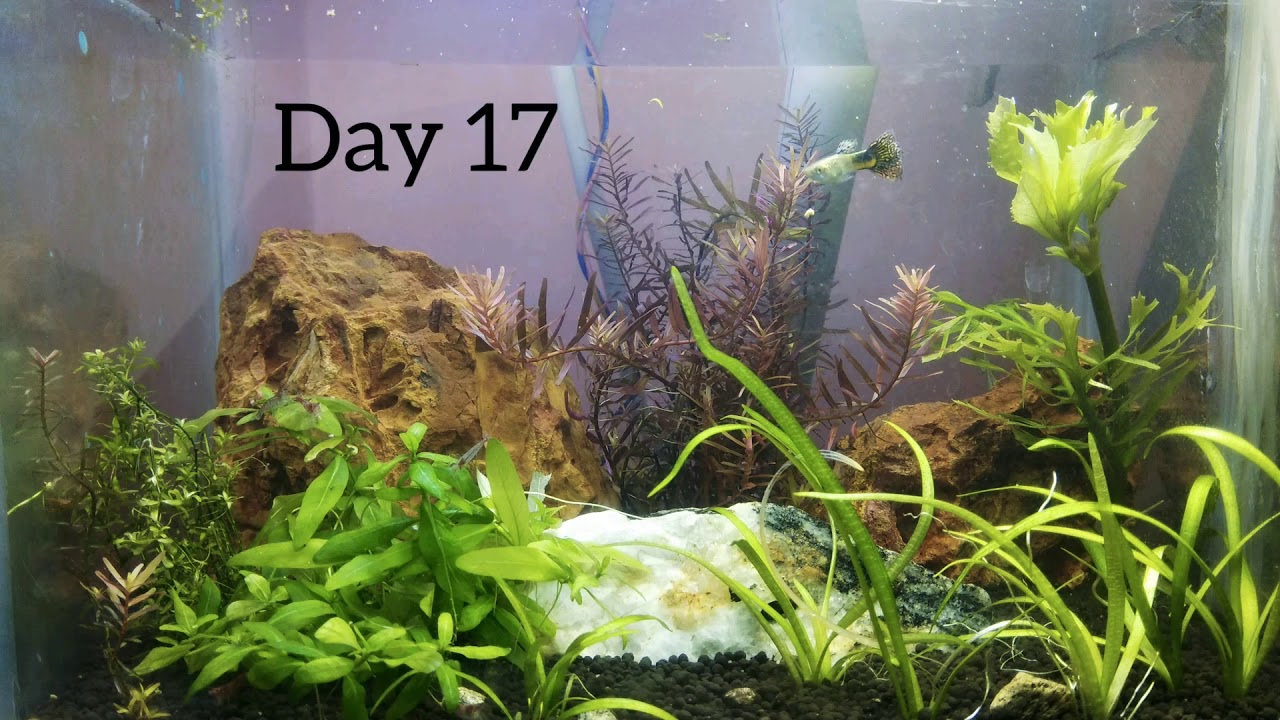 Nano Planted Aquarium (with no Fertilizer,No co2,no Filter) update