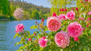 The Most Beautiful Rose Garden by the Lake 🌹 A Peaceful Paradise in Full Bloom 🌸🤍