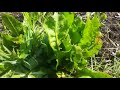 Le jardin en avril  jardin bio facile  permaculture