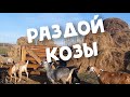 РАЗДОЙ КОЗЫ! КОРМЛЕНИЕ И УХОД// НУБИЙСКИЕ КОЗЫ