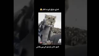علاوي حبيب قلبي ابو حسين 😂😂 #shortvideo