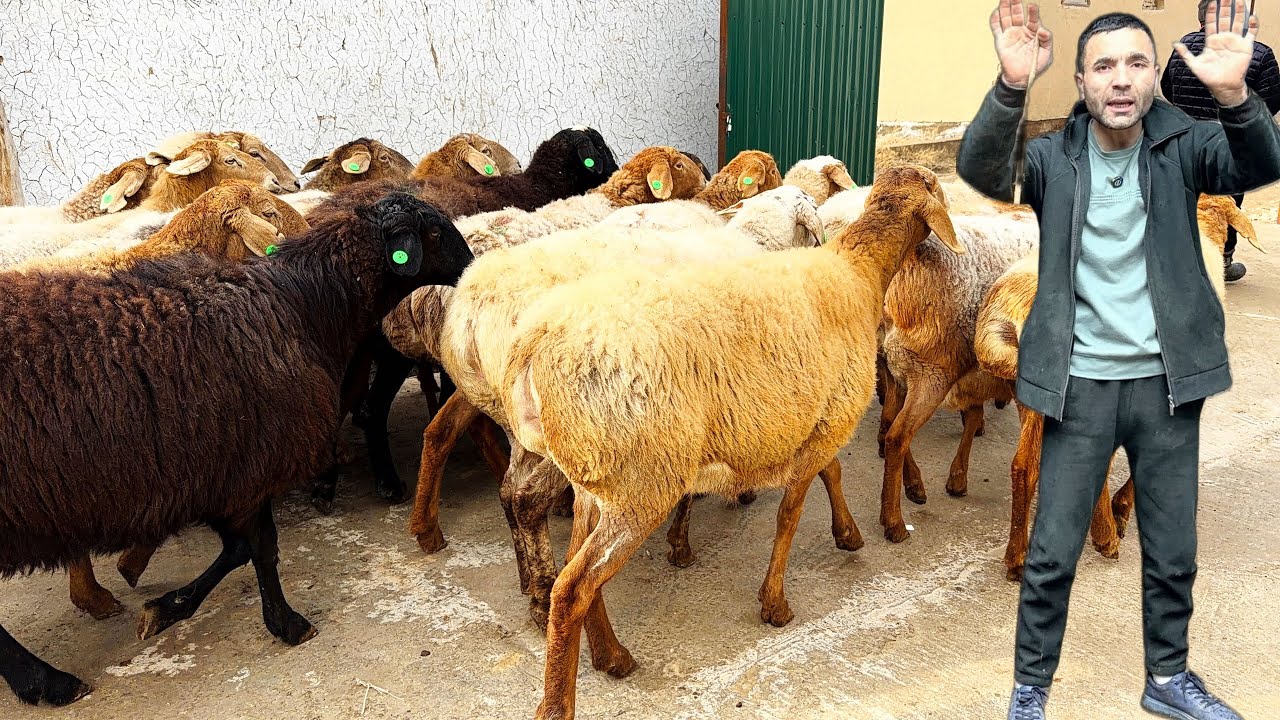 4700дан🔥 егизчи бўғоз қўйлар💵Жамшидбек қўй фермаси