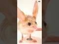 Jerboa: The Kangaroo Mouse That Bounces Like a Spring! #documentary#usashorts#fyp