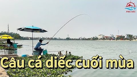 Câu cá tự nhiên | Trải nghiệm câu cá diếc giai đoạn cuối mùa