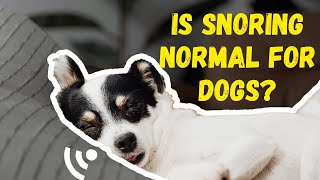 Is It Normal That My Dog Snores?