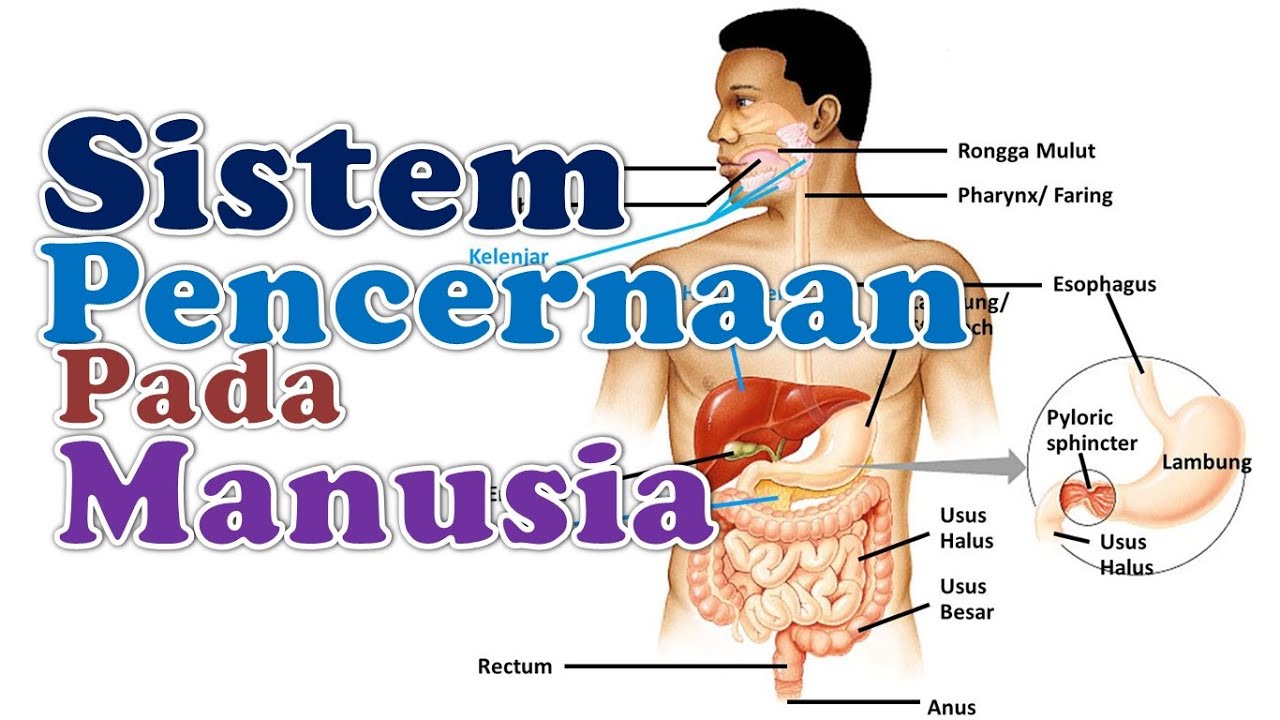  Sistem  Pencernaan  Makanan Pada Manusia YouTube