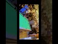 🎯 Sheu Bamidele's Ice-Cold Control Shot! #snookerz #pool #snookerzapp #8ballpool #shorts