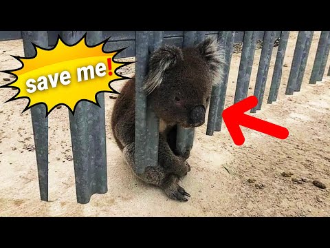 Golden Retriever Saves Adorable Baby Koala From Freezing Cold