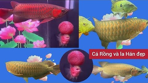 Hồ Cá Rồng Huyết Long Nuôi Chung Cá La Hán Siêu Đẹp - Nhân Vlog 1989