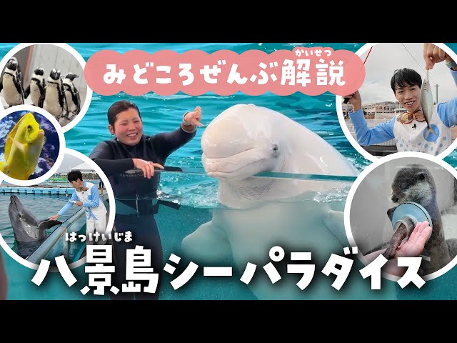 舞浜の人魚 2点おまとめページ sddefault.jpg?v=6761324b