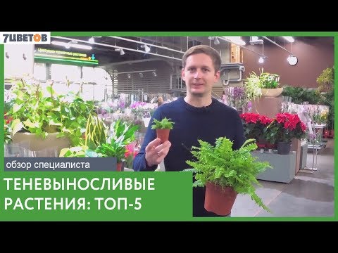 ТОП-5 теневыносливых растений | Озеленение офисов и домов без проблем