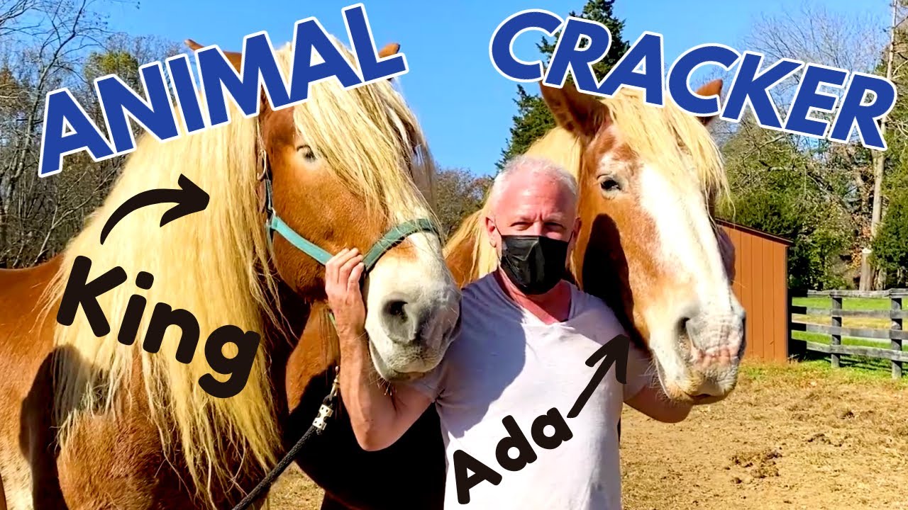 🐴 DRAFT HORSE with STRINGHALT gets a relaxing Chiropractic Adjustment