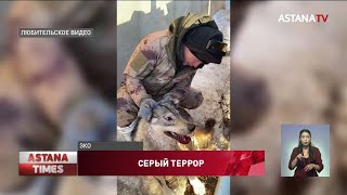 Серый террор: обнаглевшего волка поймали живьём в ЗКО