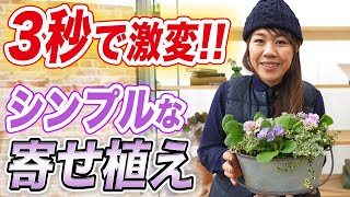 【冬の寄せ植え】プリムラ ジュリアンを使った春まで楽しめる寄せ植えを作りました♪【初心者向け】【ガーデニング】【園芸チャンネル】