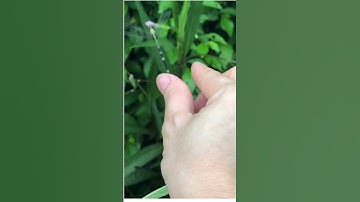 Tuổi thơ miền quê Bé chơi bắt chuồn chuồn giữa cánh đồng Rứa #TuoiThoCuaBe #BauTroiTuoiTho