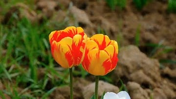 الشيخ محمد محمود عصفور { سورة العنكبوت  } قرآن مرتل 1
