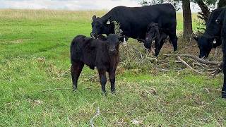 How I Name My Cows: The Story Behind Each Name