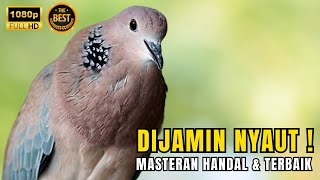 Download Lagu DERUK DERKUKU TEKUKUR GACOR BIKIN DERKUKU LAIN LANGSUNG NYAUT DAN GACOR MP3