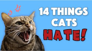 14 Things Cats Hate the Most